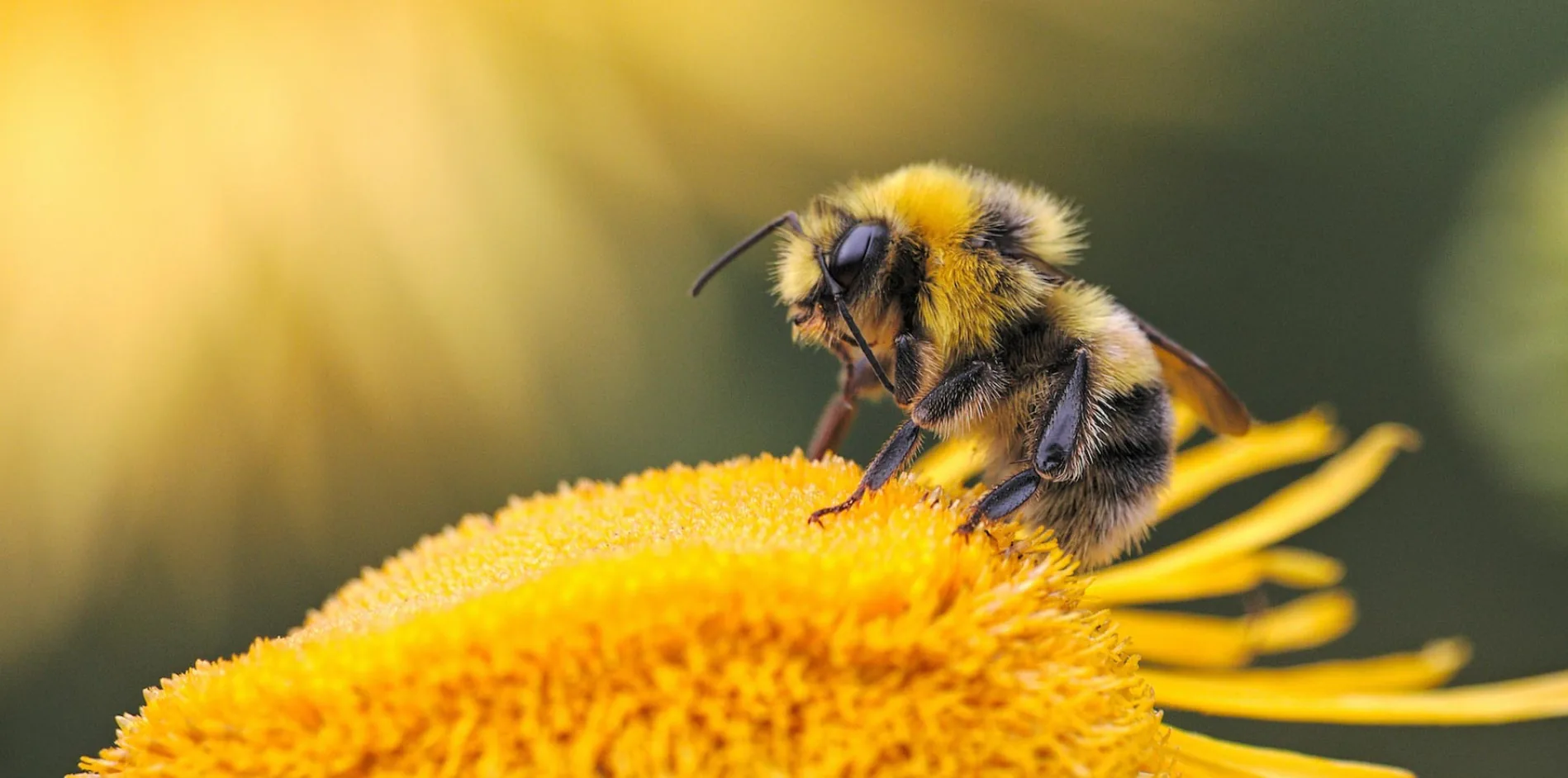 Bumblebee gathering pollen from a yellow flower